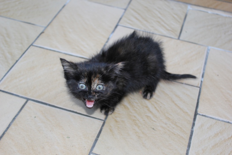 Urgent - petit chaton handicapé, non sevré trouvé dans la rue Img_0211
