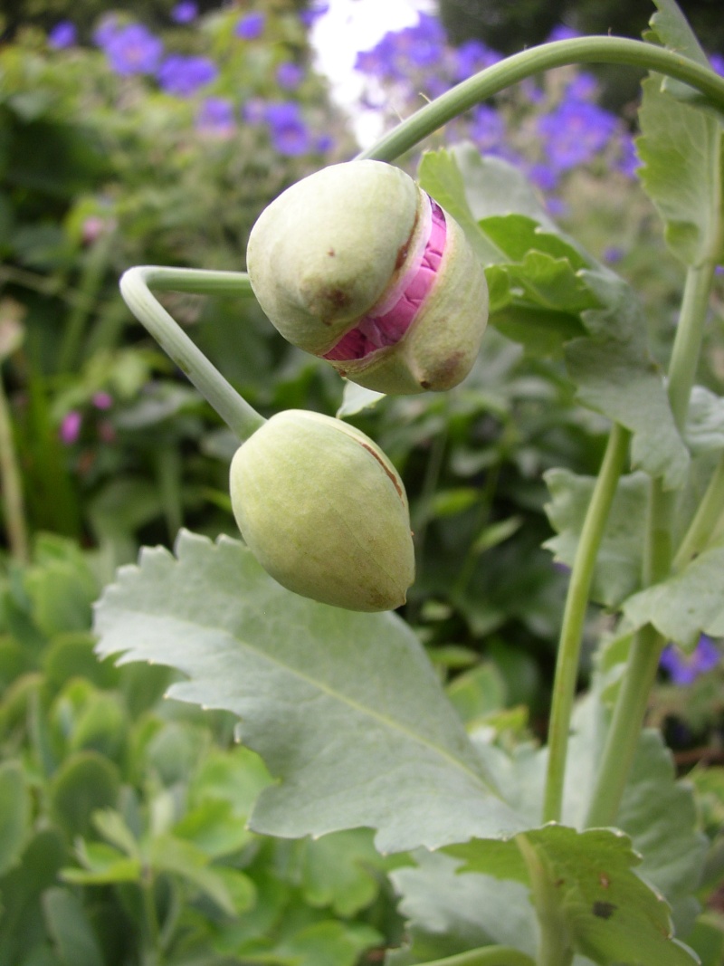 Papaver somniferum - Page 4 16_06_47