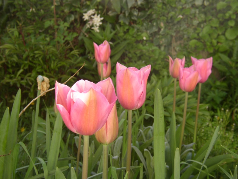 tulipes 2013 - 2014 - Page 4 Fleurs10