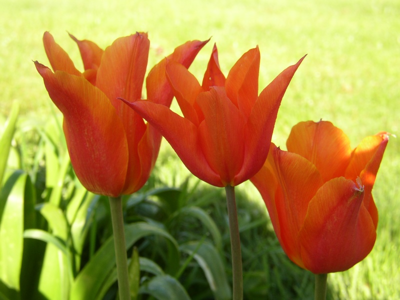 tulipes 2013 - 2014 - Page 4 Fleurs13