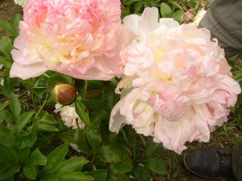 la pivoine bleue Juin2021