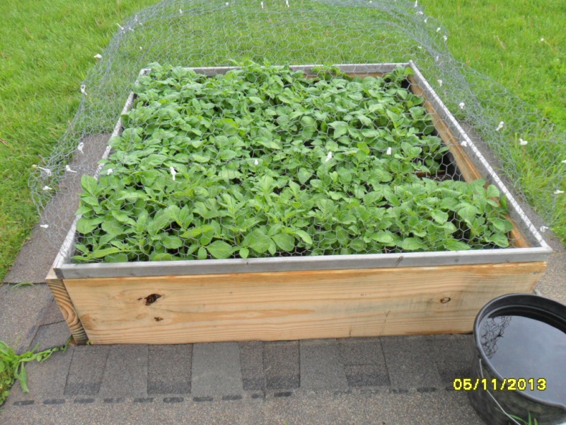 Missed covering potatoes - now what? 5-11-111