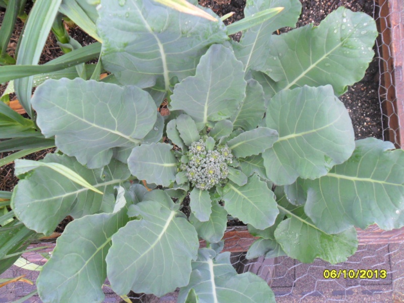 Broccoli heads not developing Sam_1614