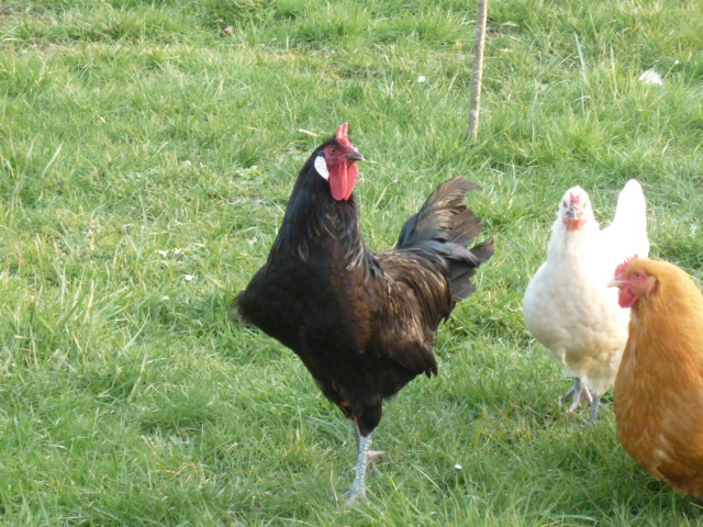photos - Les poules de grandes races et leurs variétés en photos P1010710