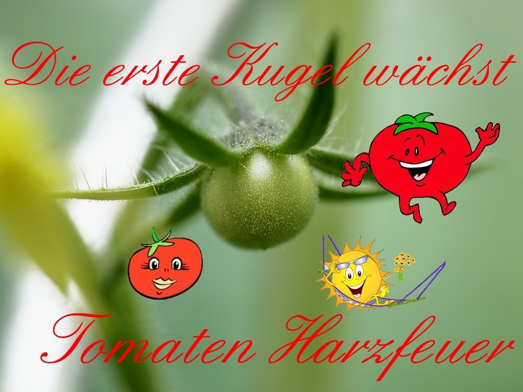 Solanaceae - Tomaten & Chili, aber auch Petunien und andere Schönheiten ;) - Seite 8 Tomate10