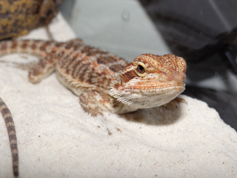 Mon Pogona Vitticeps <3 Dsc02412