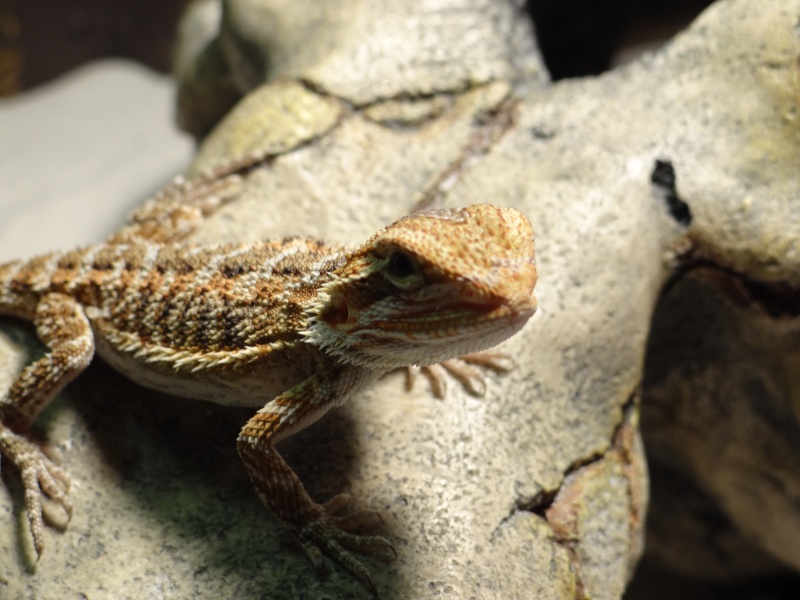 Mon Pogona Vitticeps <3 Dsc02510