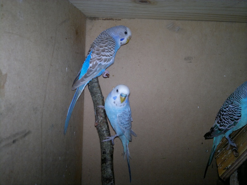 Quelles mutations ont ils ? 27012012