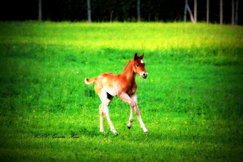 des nouvells des 2 petits en attendant le 3eme Photo_12