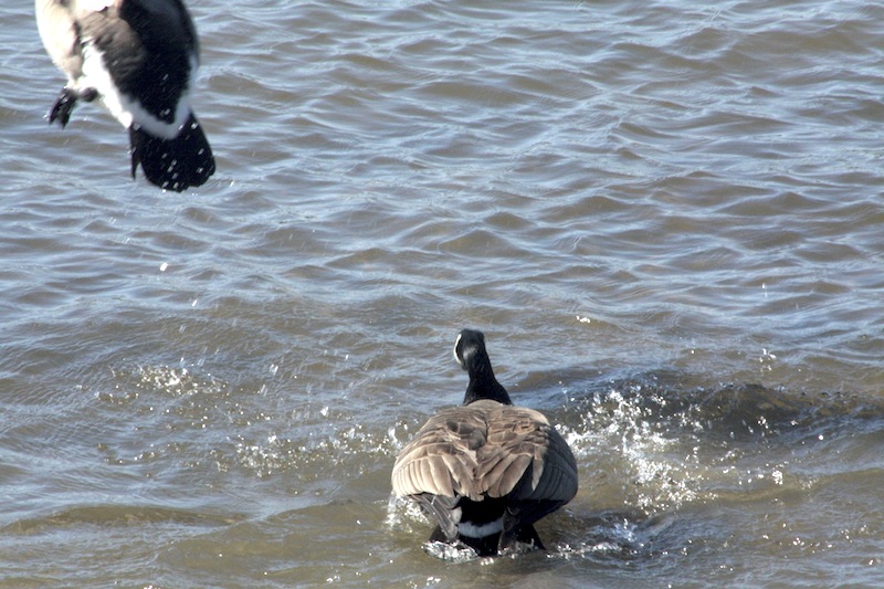 Outardes: Casse-toi, pauv' con Img_2913