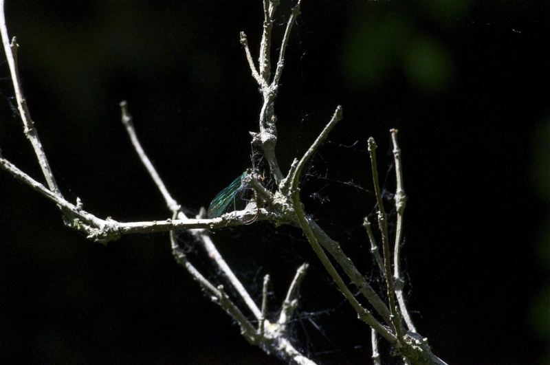 l'Oise verte et bleue _dsc0023