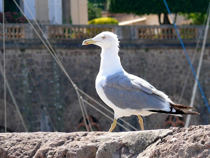 la mouette (enfin je crois hihihih ) Goelan10