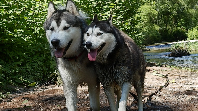 Chiot malamute d'alaska LOF - Ice Age des larmes du Mendenhall P5270110