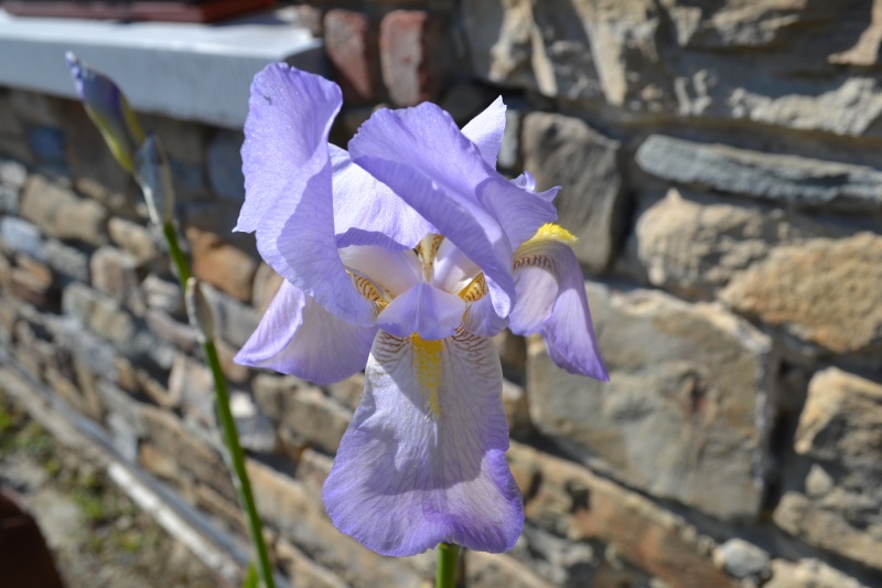 Tous nos iris regroupés ici 00513