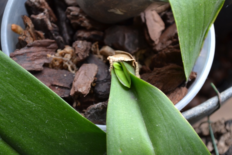 Petite mise à jour de mes orchidées....  00514