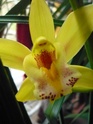 Petite mise à jour de mes orchidées....  00811