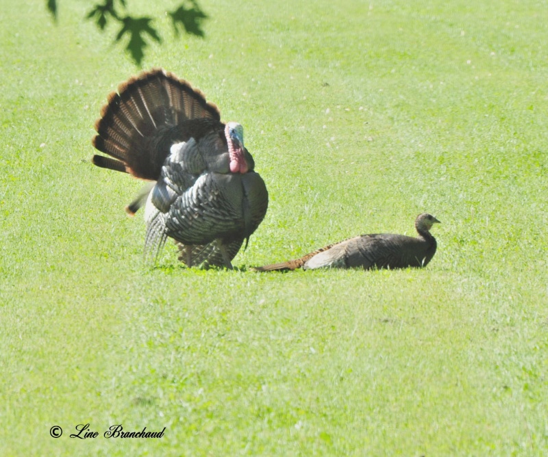 Accouplement de dindons sauvages Photo_11