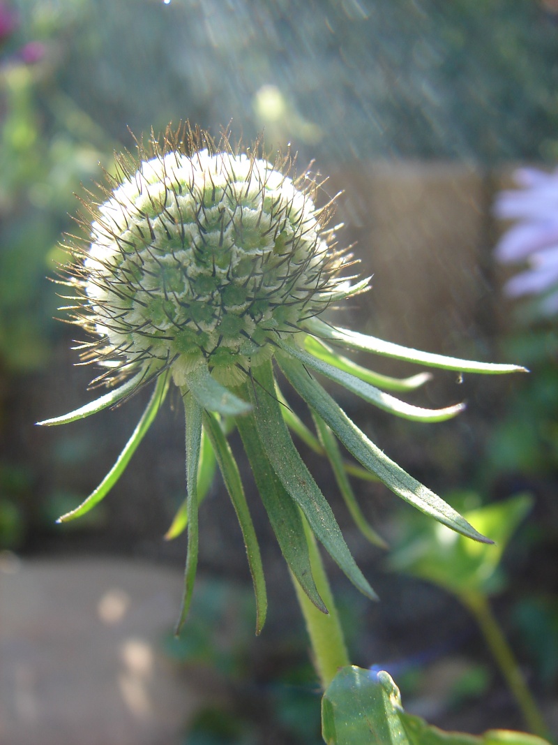 Portrait du mois de juin : Scabiosa japonica 01510