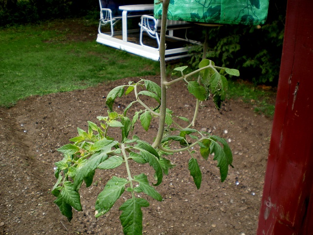 Mes tomates 2013 - Page 7 P5210016