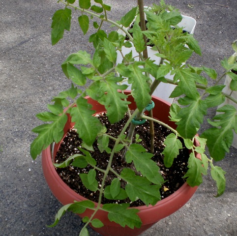 Mes tomates 2013 - Page 8 P5290038