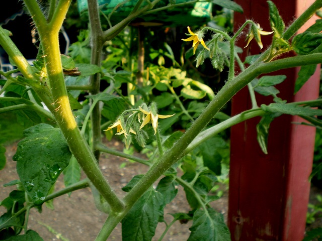 Mes tomates 2013 - Page 8 P6150016