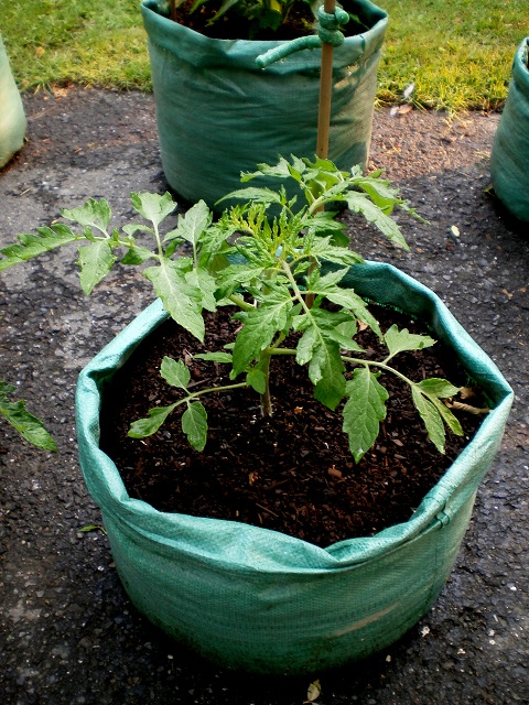 Mes tomates 2013 - Page 8 P6150025