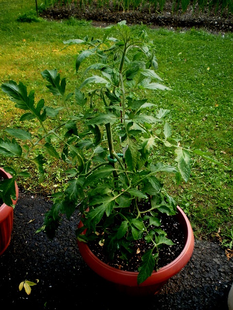 Mes tomates 2013 - Page 8 P6150030