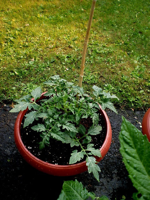 Mes tomates 2013 - Page 8 P6150035