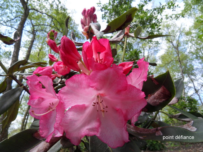 rhododendron - Page 5 14-sdc10