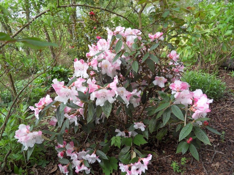 rhododendron - Page 6 Sdc18410