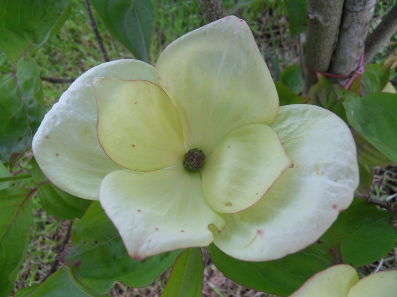 Cornus Kousa Vénus Sdc19315