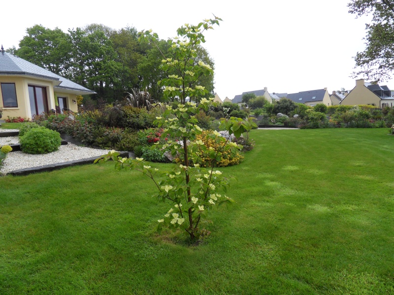 Cornus Kousa Vénus Sdc19318