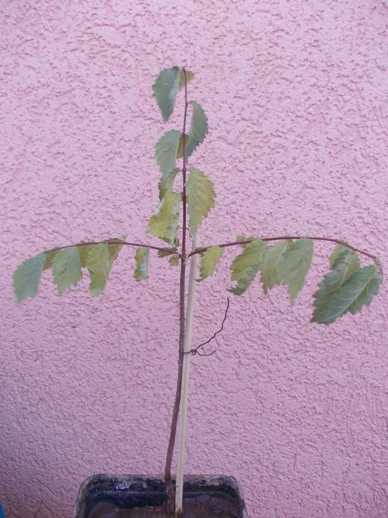Olmo con foglie semi-appassite Dscn0610