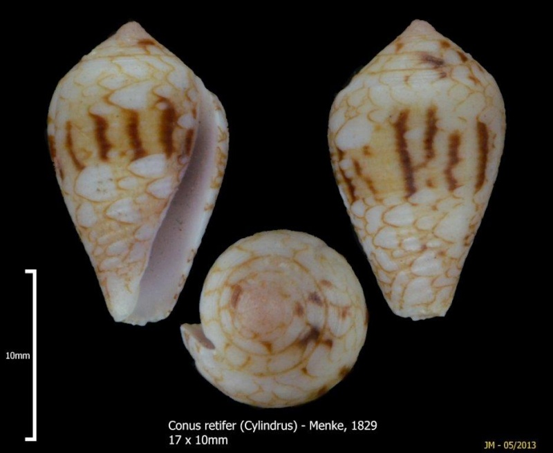 Conus (Cylinder) retifer   Menke, 1829 Conus_11