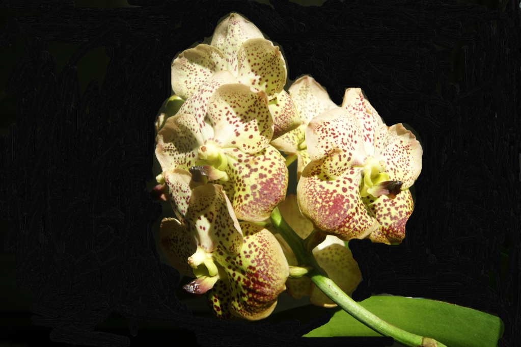 Vanda hybride Dsc08410