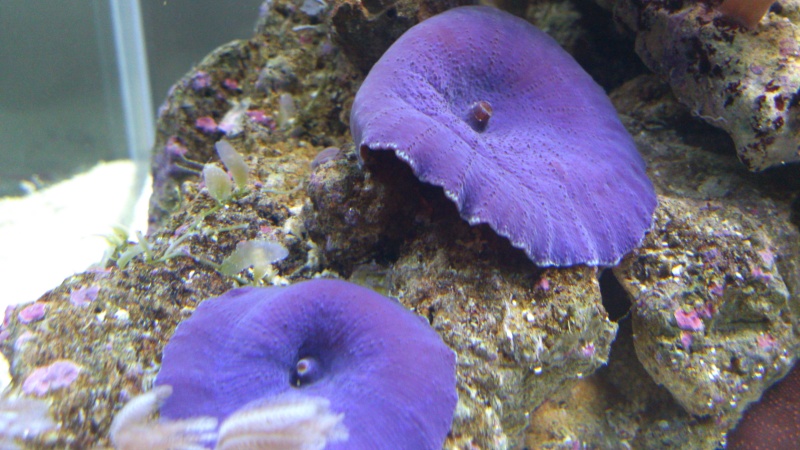 Nano 26l débutante - Page 10 Image22