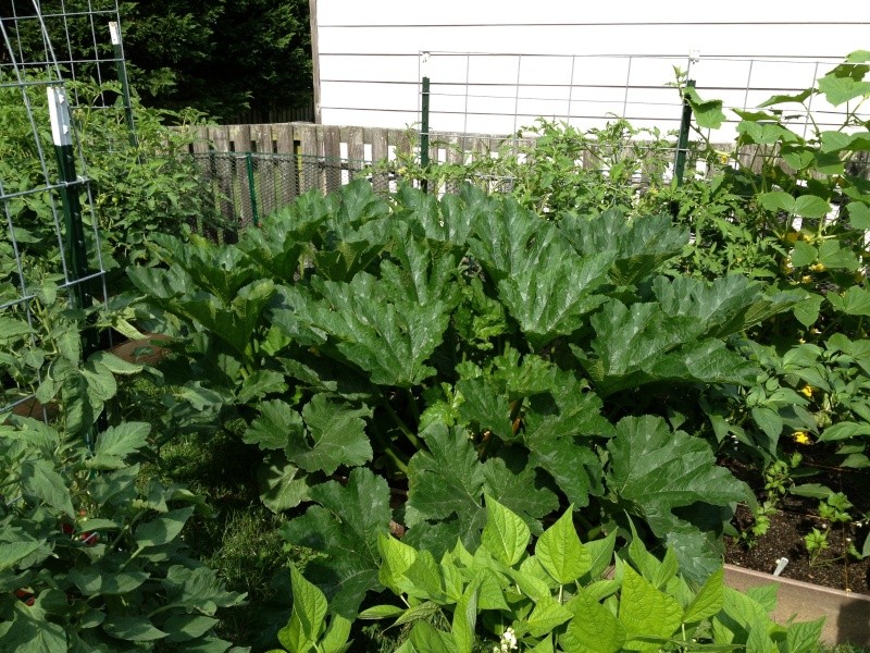 pruning squash 2013-020