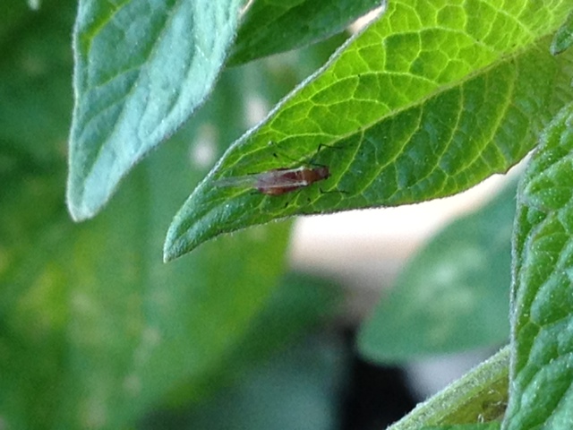What type of fly is this? Fly110