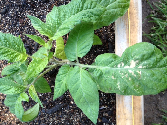 What is on my tomato leaves??? Toma110