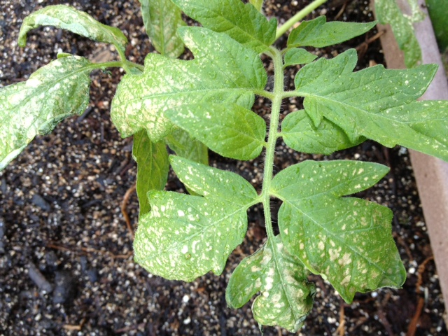 What is on my tomato leaves??? Toma210