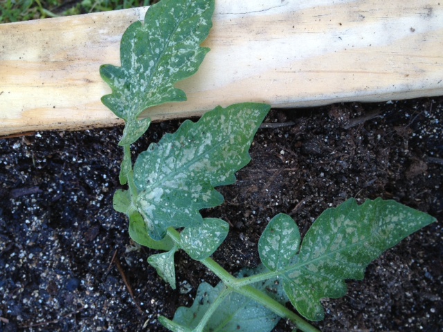 What is on my tomato leaves??? Toma310