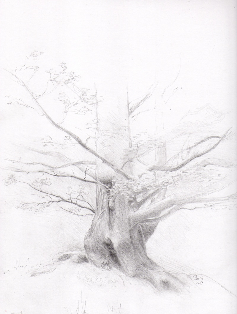 dessin d'arbre Img50110