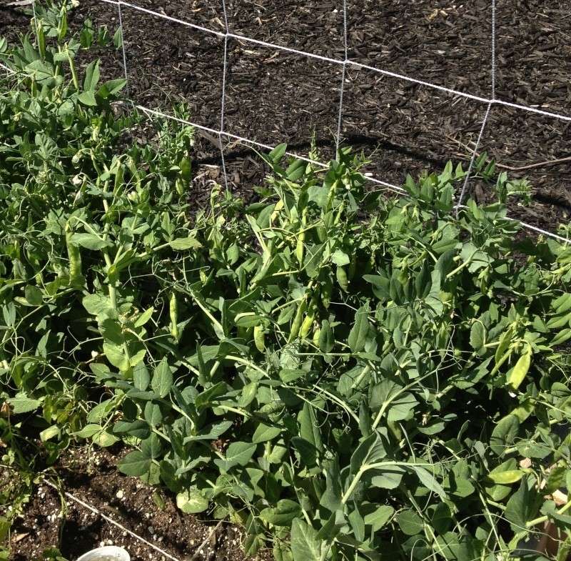 Did I make a mistake in where I planted my sweet peas???? Peas_111