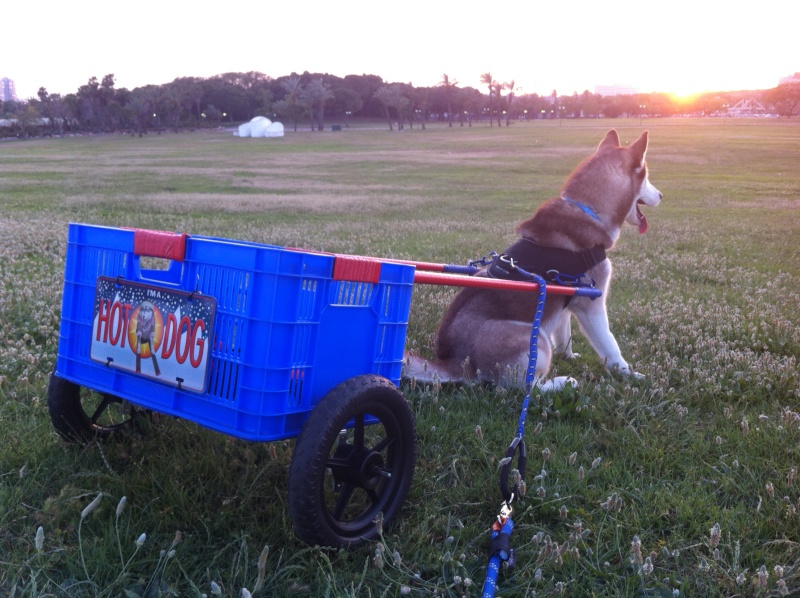 Husky pulling cart sales