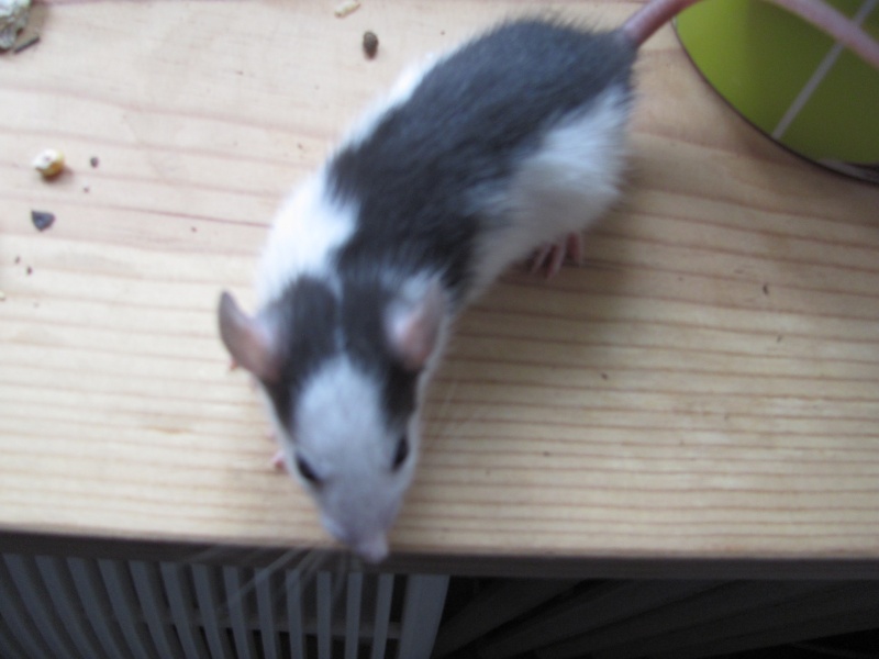 Tchouk et ses 9 adorables ratons husky à adopter sur lyon !!!!! Male_910