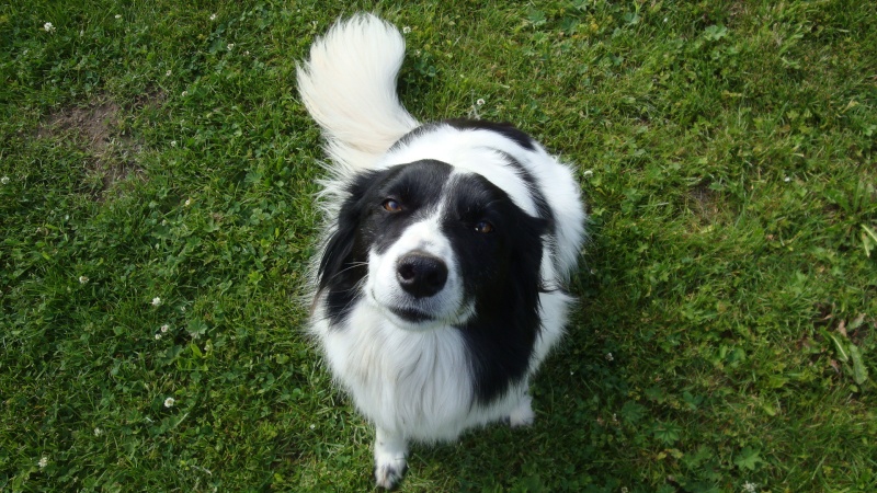 Une nouvelle addict du monde canin ! :D Dsc03710