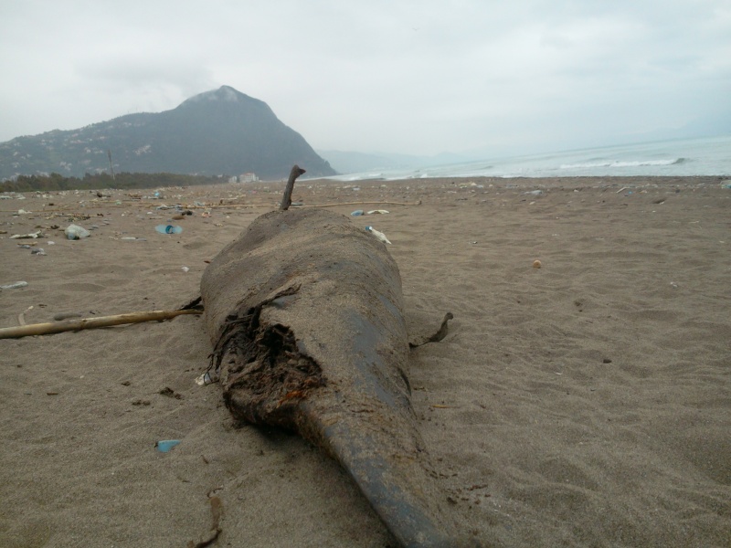un dauphin échouer sur la plage d'Aokas(01-05-2013) Photo135