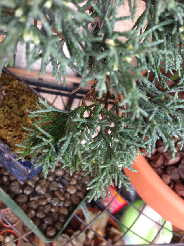 Juniperus Chinensis...e ora? Squama10