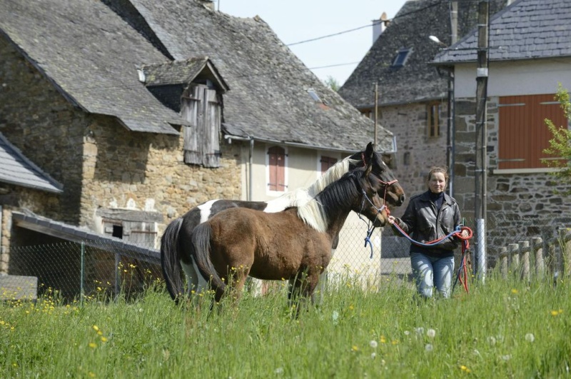 [VENDU] RIVER poulain paint horse 2 ans Portra10
