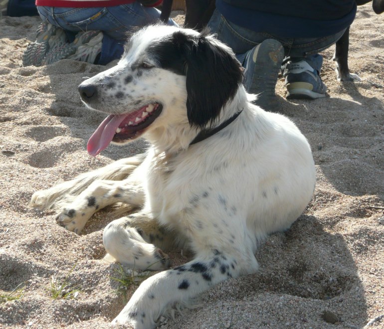 Filou, jeune setter d'un an, actuellement en FA sur la Haute Corse, identifié, vacciné sera castré a l'adoption, ok chats, congénères, besoin d'espace et de grandes ballades pour se défouler, jardin bien clôturé indispensable car c'est un vadrouilleur!!  65348_10